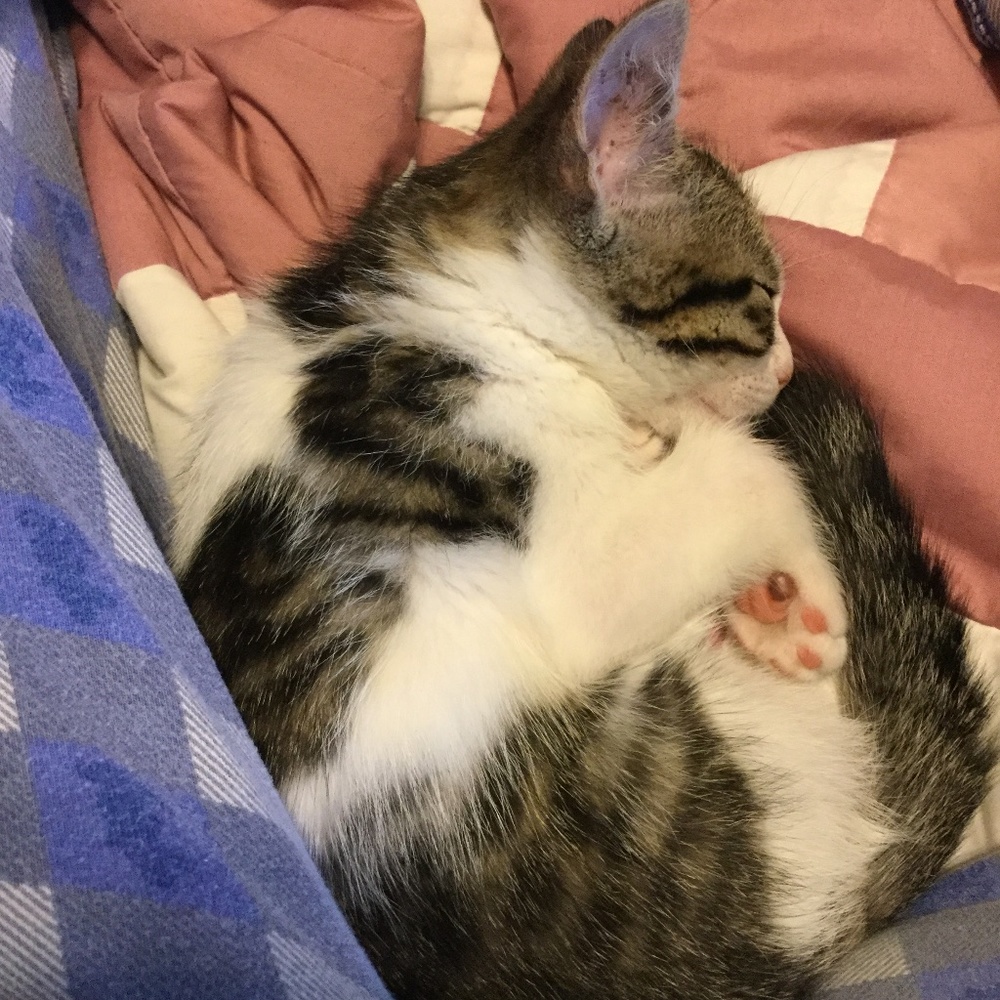 Welcome to the Texas crazy cat lady’s closet